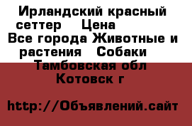 Ирландский красный сеттер. › Цена ­ 30 000 - Все города Животные и растения » Собаки   . Тамбовская обл.,Котовск г.